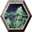 Allkush 3 semillas Paradise seeds