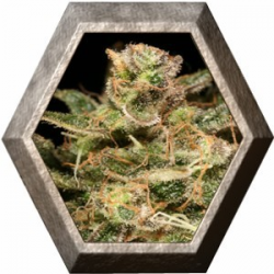 Atomical Haze 3 semillas Paradise Seeds PARADISE SEEDS PARADISE SEEDS