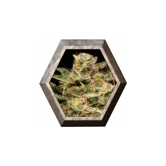 Atomical Haze 3 semillas Paradise Seeds PARADISE SEEDS PARADISE SEEDS