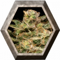 Atomical Haze 3 semillas Paradise Seeds