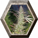 Lucid Bolt 3 semillas Paradise Seeds