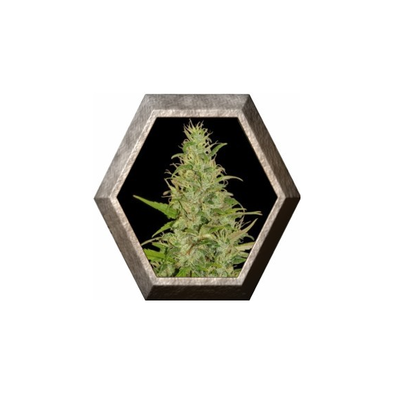 High Level 3 semillas Eva seeds EVA SEEDS EVA FEMALE SEEDS