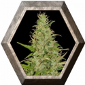 High Level 3 semillas Eva seeds