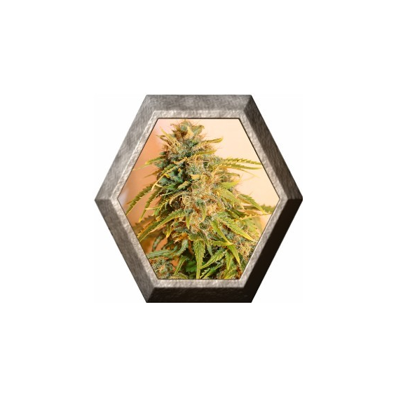 Missing 3 semillas Eva seeds EVA SEEDS EVA FEMALE SEEDS