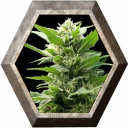 TNT Kush 3 semillas Eva seeds EVA SEEDS EVA FEMALE SEEDS