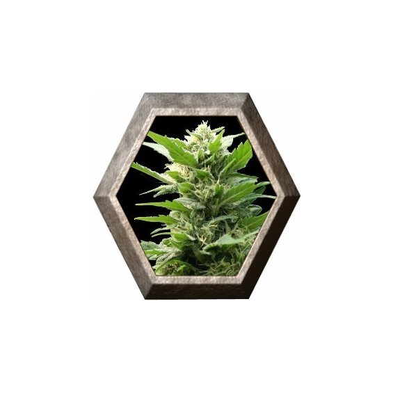 TNT Kush 3 semillas Eva seeds EVA SEEDS EVA FEMALE SEEDS