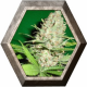 Veneno 3 semillas Eva seeds EVA SEEDS EVA FEMALE SEEDS