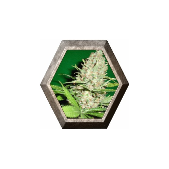 Veneno 3 semillas Eva seeds EVA SEEDS EVA FEMALE SEEDS