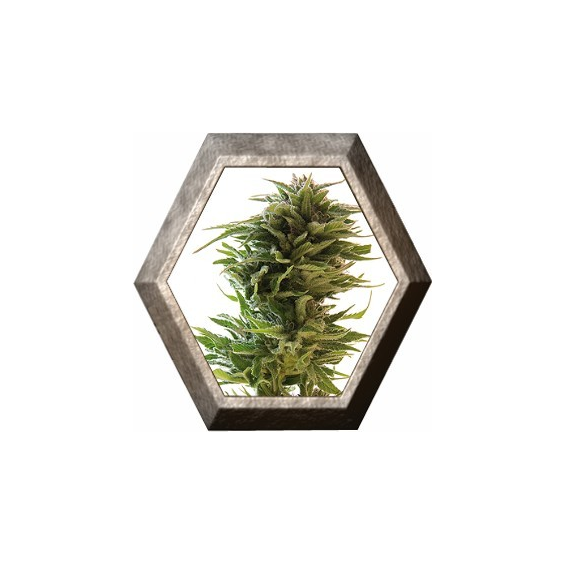 Amnesia Lemon 1 semilla Barney's Farm Seeds BARNEY´S FARM SEEDS  BARNEY´S FARM