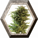 Amnesia Lemon 1 semilla Barney's Farm Seeds