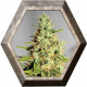 Acapulco Gold 1 semilla Barney's Farm Seed BARNEY´S FARM SEEDS  BARNEY´S FARM