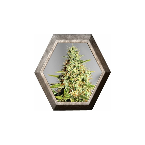 Acapulco Gold 1 semilla Barney's Farm Seed BARNEY´S FARM SEEDS  BARNEY´S FARM