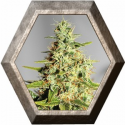 Acapulco Gold 1 semilla Barney's Farm Seed