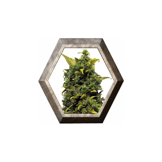 Blue Cheese 1 semilla Barney's Farm Seeds BARNEY´S FARM SEEDS  BARNEY´S FARM