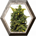 Blue Cheese 1 semilla Barney's Farm Seeds