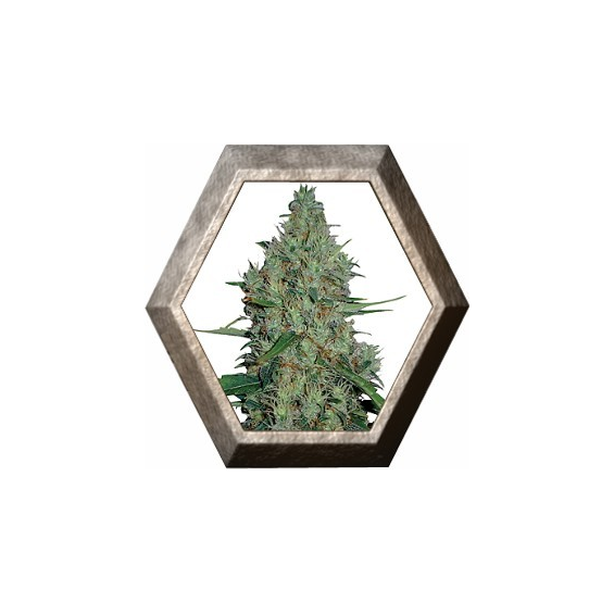 G 13 HAZE 1 semilla Barney's Farm Seeds BARNEY´S FARM SEEDS  BARNEY´S FARM