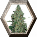 G 13 HAZE 1 semilla Barney's Farm Seeds