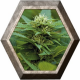 LSD 1 semilla Barney's Farm Seeds BARNEY´S FARM SEEDS  BARNEY´S FARM