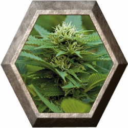 LSD 1 semilla Barney's Farm Seeds BARNEY´S FARM SEEDS  BARNEY´S FARM