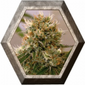 Red Cherry Berry 1 semilla Barney's Farm Seeds