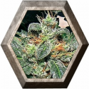 Red Diesel 1 semilla Barney's Farm Seeds