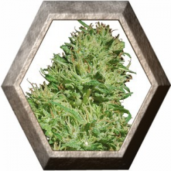 Utopia Haze 1 semilla Barney's Farm Seeds BARNEY´S FARM SEEDS  BARNEY´S FARM