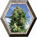 Black Widow 1 semilla Positronics Seeds