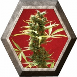 Caramelice 1 semilla Positronics Seeds  POSITRONIC SEEDS POSITRONICS SEEDS