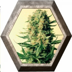 Critical-47 1 semilla Positronics Seeds  POSITRONIC SEEDS POSITRONICS SEEDS