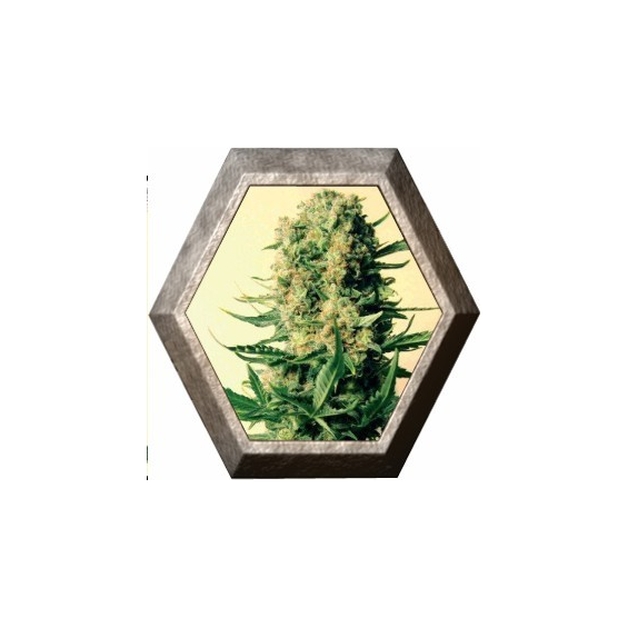 Critical-47 1 semilla Positronics Seeds  POSITRONIC SEEDS POSITRONICS SEEDS