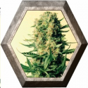 Critical-47 1 semilla Positronics Seeds 