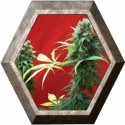 Jack Diesel 1 semilla Positronics Seeds 