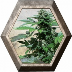 Blue Rhino 1 semilla Positronics Seeds POSITRONIC SEEDS POSITRONICS SEEDS