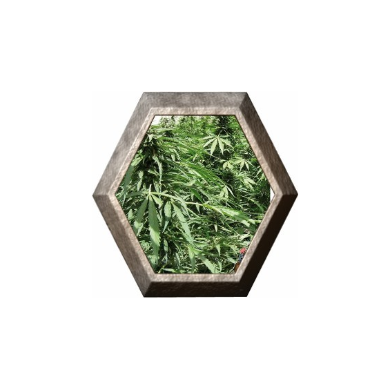 Afghan Express 1 semilla Positronic Seeds POSITRONIC SEEDS POSITRONICS SEEDS