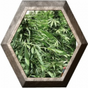 Afghan Express 1 semilla Positronic Seeds