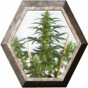 Mayday Express1 semilla Positronics Seeds