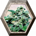 Super Cheese 1 semilla Positronics Seeds