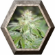 Devil Fruit 3 semillas Medical Seeds MEDICAL SEEDS MEDICAL SEEDS