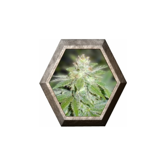 Devil Fruit 3 semillas Medical Seeds MEDICAL SEEDS MEDICAL SEEDS