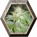 Devil Fruit 3 semillas Medical Seeds