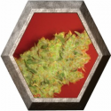 Jack La Mota 3 semillas Medical Seeds 