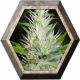 Malakoff 3 semillas Medical Seeds MEDICAL SEEDS MEDICAL SEEDS