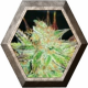 Prozac 3 semillas Medical Seeds  MEDICAL SEEDS MEDICAL SEEDS