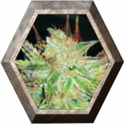 Prozac 3 semillas Medical Seeds  MEDICAL SEEDS MEDICAL SEEDS