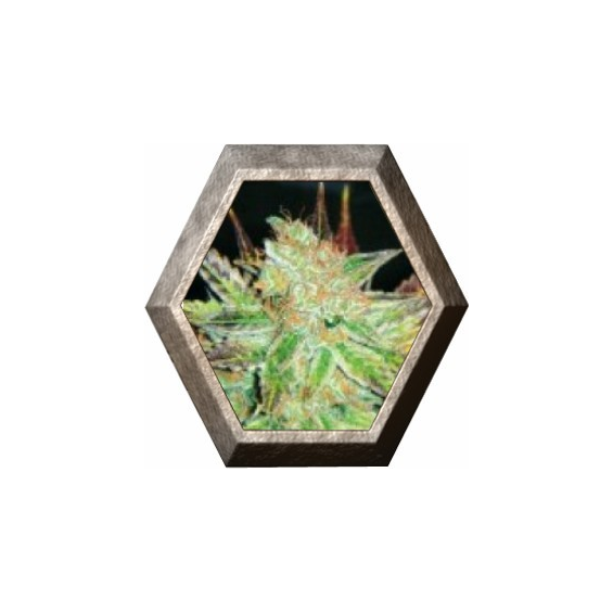 Prozac 3 semillas Medical Seeds  MEDICAL SEEDS MEDICAL SEEDS