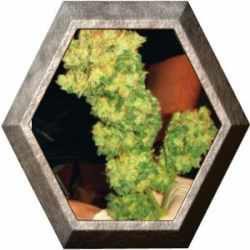 Sour Diesel 3 semillas Medical Seeds  MEDICAL SEEDS MEDICAL SEEDS