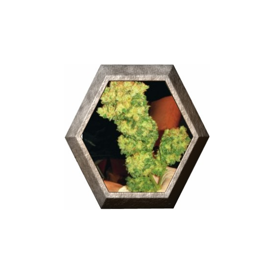 Sour Diesel 3 semillas Medical Seeds  MEDICAL SEEDS MEDICAL SEEDS