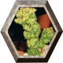 Sour Diesel 3 semillas Medical Seeds 