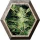 White Widow 3 semillas Medical Seeds MEDICAL SEEDS MEDICAL SEEDS