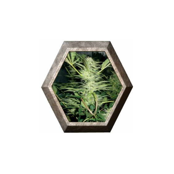 White Widow 3 semillas Medical Seeds MEDICAL SEEDS MEDICAL SEEDS